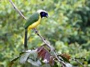 The lovely Inca jay up close