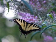 Butterfly getting nectar from a field flower