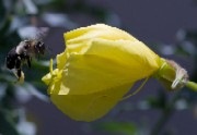 A busy fuzzy bee visiting a flower