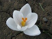 Crocus